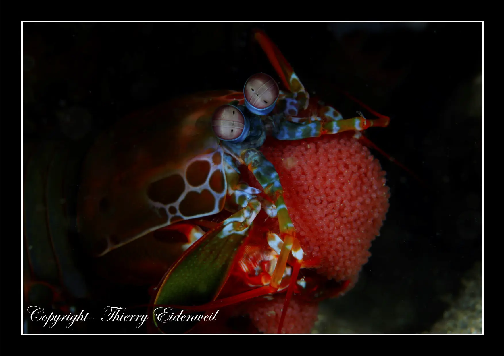 Anilao Macro Dive Media Highlight